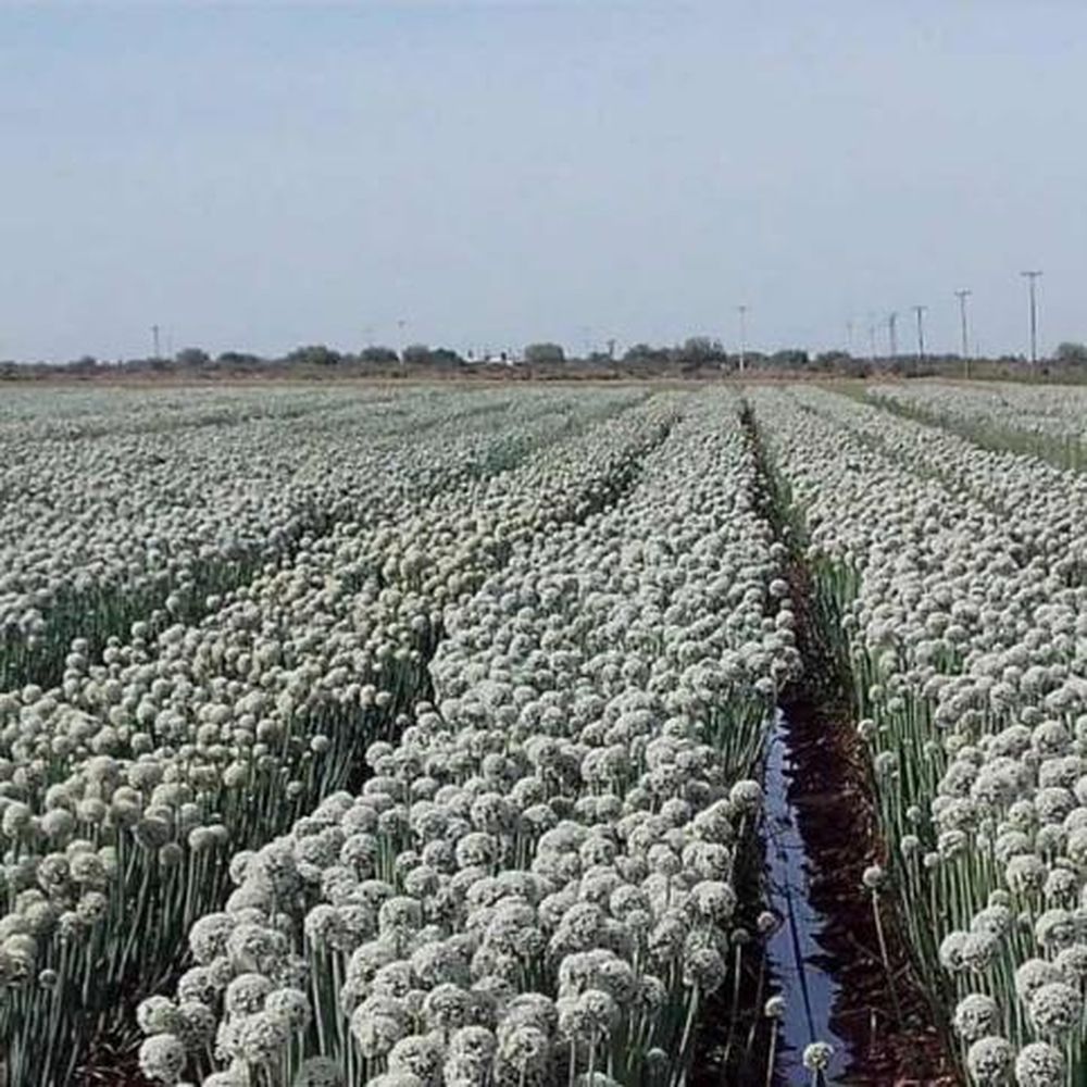 Caen las exportaciones de semillas argentinas, pero mejoran en Cuyo