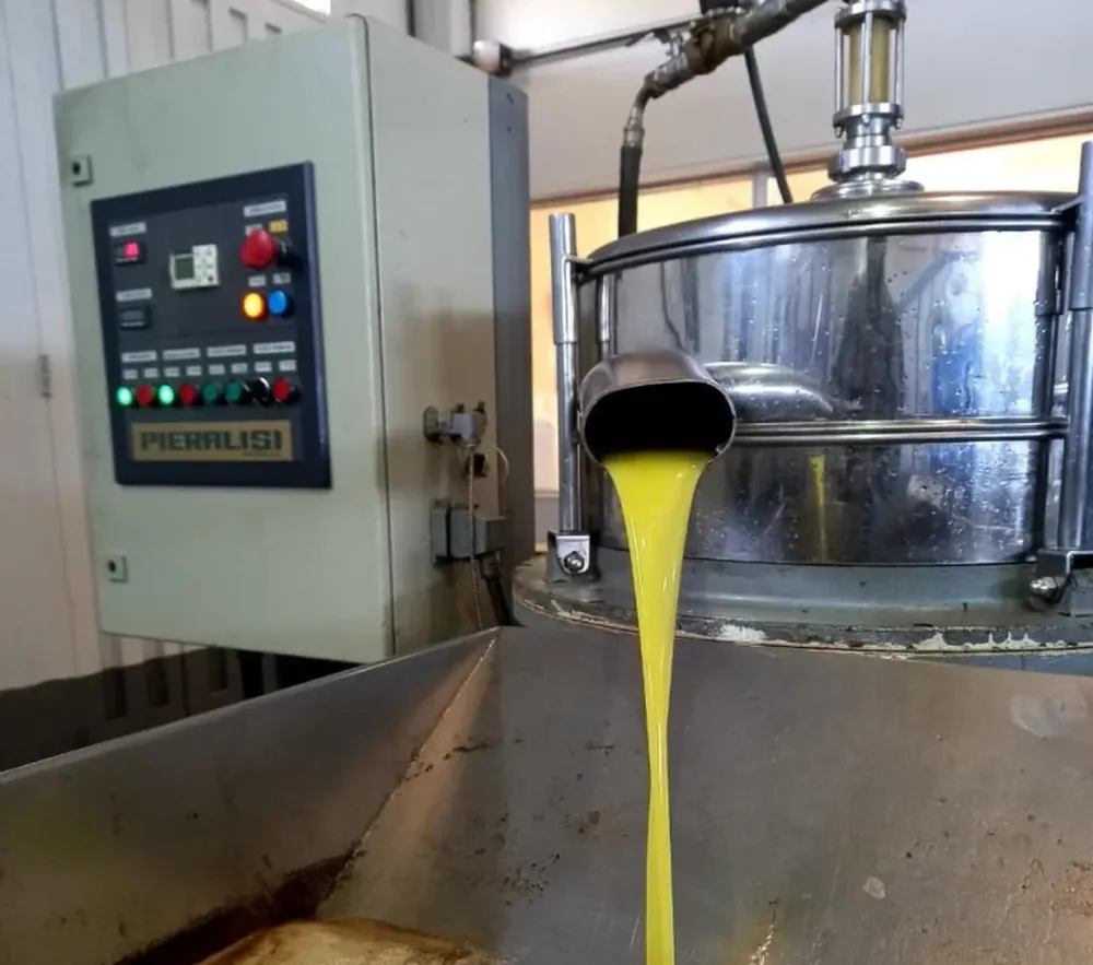 Finalizó la cosecha 2021 de aceite de oliva virgen extra sanjuanino