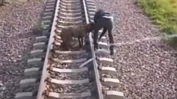 Dejaron atado a un perro en las vías del tren y el maquinista paró la formación para salvarlo