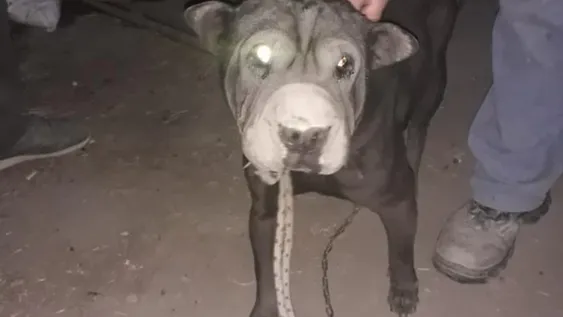 Condenaron a delincuente que robó un perro, herramientas e intentó abrir autos