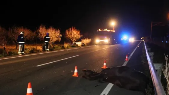Circulaba en su camioneta y chocó con un caballo
