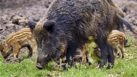 Alerta por jabalíes, cangrejos y unas 700 especies invasoras