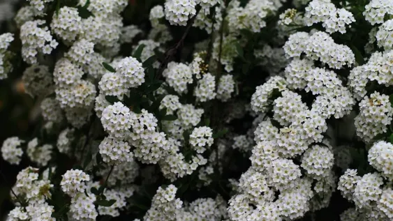 Herbáceas que impactan