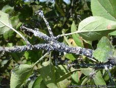 Esta temporada productiva se pondrá en marcha la Red Provincial de Monitoreo de Carpocapsa, una herramienta pensada para emitir alertas fitosanitarias a los productores de membrillo, manzano, peral y nogal.