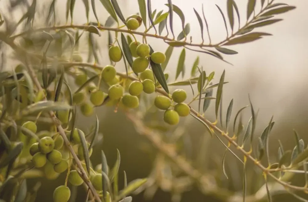 EN SAN JUAN el grueso de la producción se destina a variedades aceiteras.