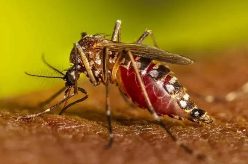 Detectaron dos casos de Chikungunya en Corrientes