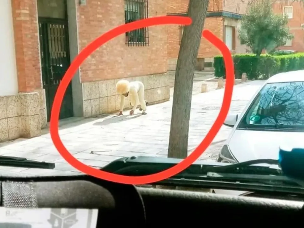Se disfrazó de perro para violar la cuarentena y generó la indignación de los usuarios
