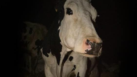 La película sobre explotación de animales que hace que el público abandone la sala