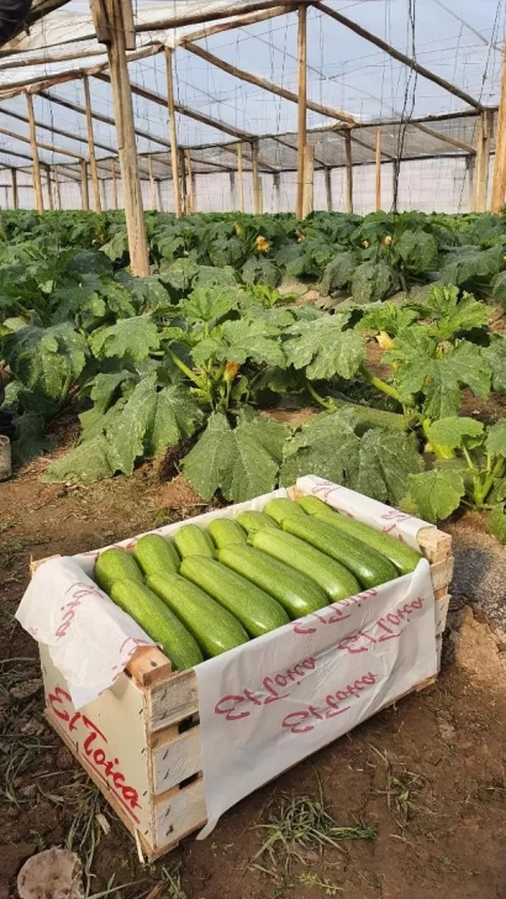 Productores de invernaderos en San Juan se unieron para crecer