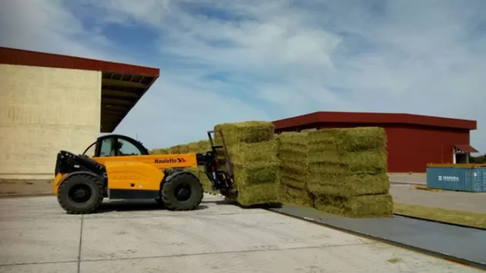 Alfalfa puntana a Arabia Saudita