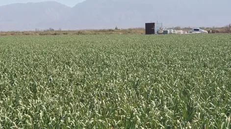 Mejoran cultivos de ajos con uso de materia orgánica líquida