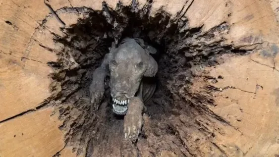 [Video] La historia de un perro atrapado por 60 años en un tronco que terminó momificado