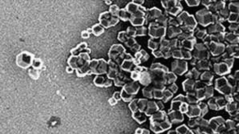 Con bacterias