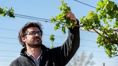 ¿En qué período del ciclo de la vid afecta la seca en San Juan?