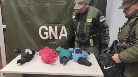 Viajaba en un colectivo con cuatro gallos de riña envueltos y ocultos en un bolso de mano