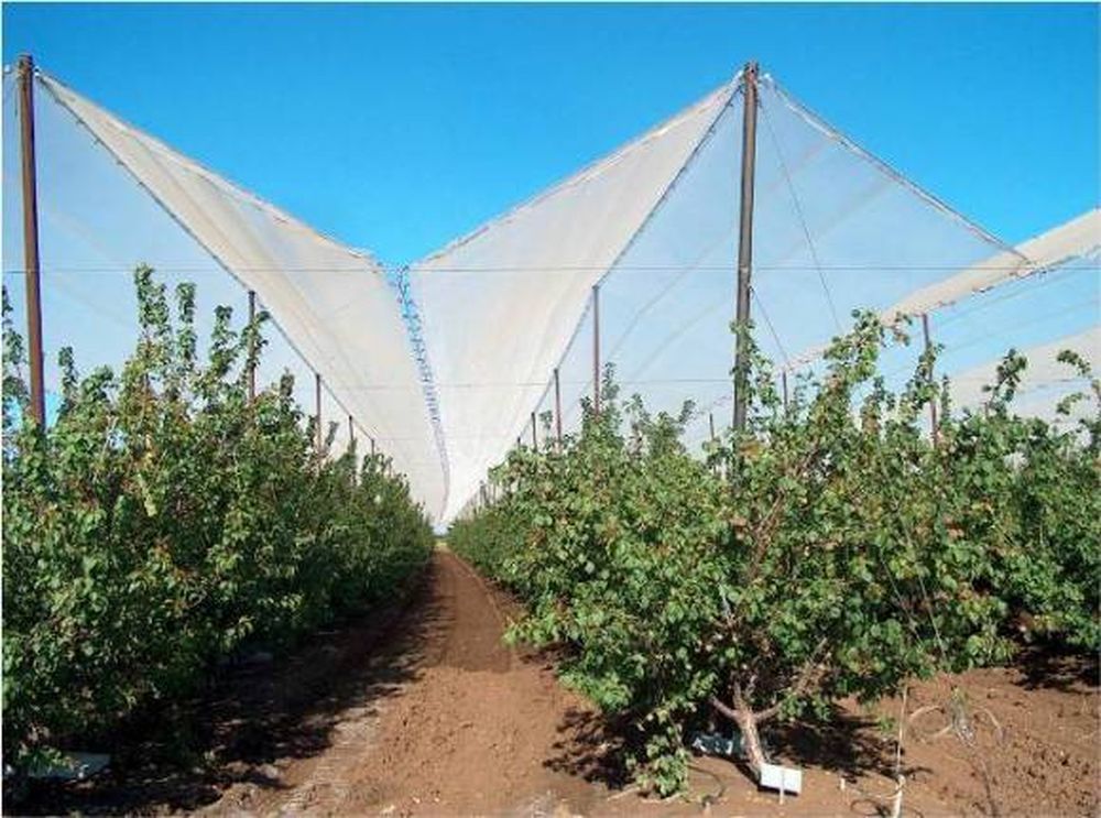 Mendoza tiene menos fruticultura y fincas que hace 18 años