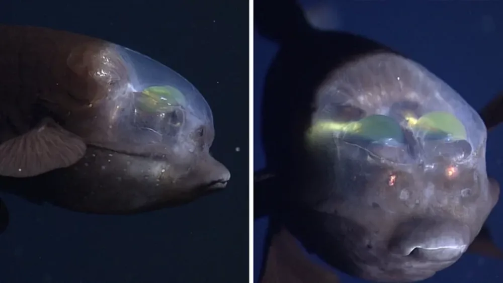Científicos graban una extraña criatura marina con cabeza transparente