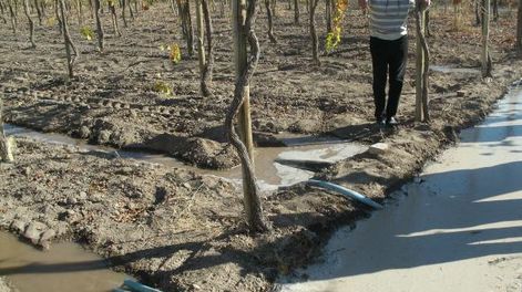 Buenas prácticas para lograr uso eficiente de riego en vid