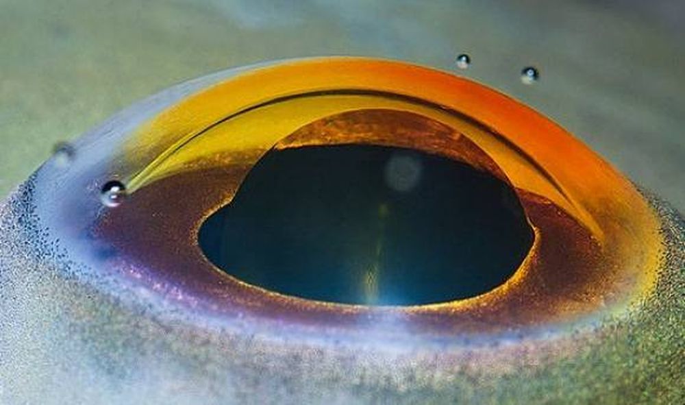 Ojos que impactan