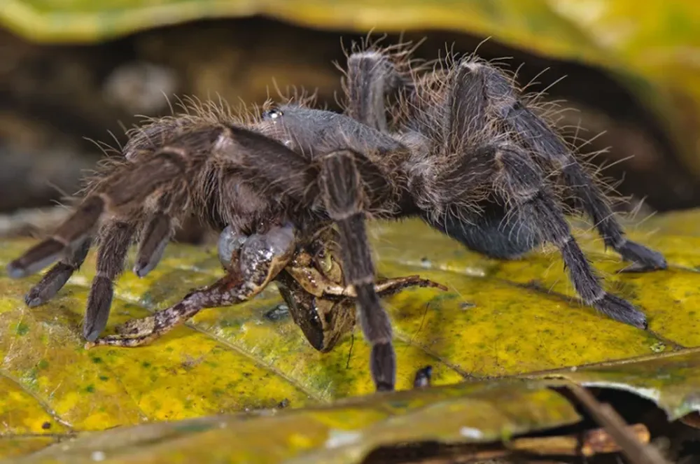 Difunden el video del primer caso de una tarántula gigante que se alimenta de una zarigüeya