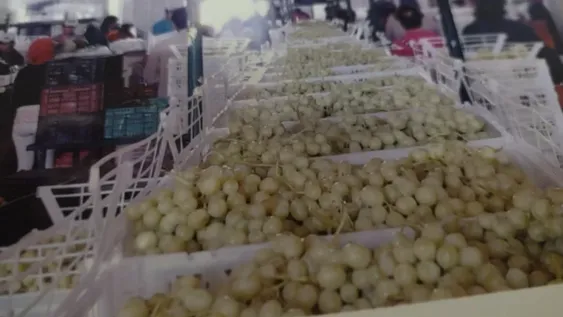 Esperan repunte de uva en fresco por menos bromuración y sin retenciones