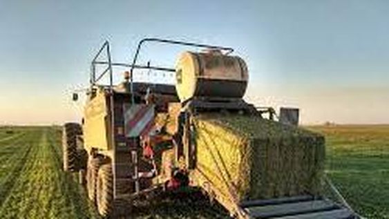 Alfalfa: Un productor cordobés logra exportar fardos a Brasil