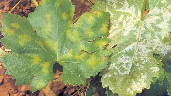 Alerta fitosanitaria para productores vitícolas de San Juan por riesgo elevado de peronospora