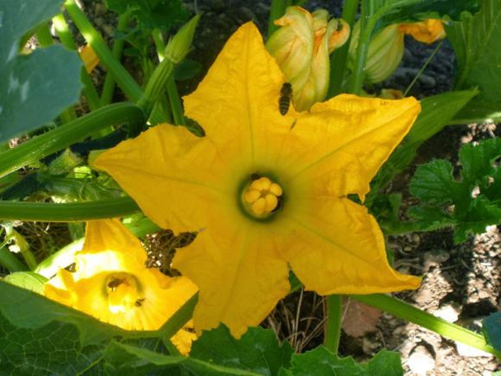 Una flor saludable