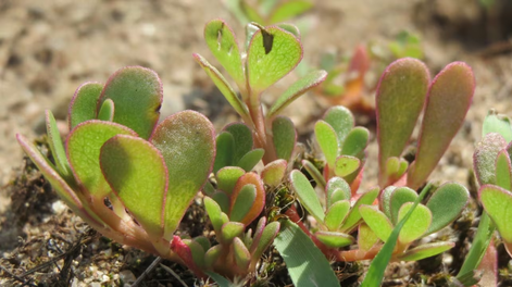 Verdolagas, una de las plantas más elegidas.
