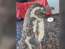 insolito: venden un pingüino en san juan