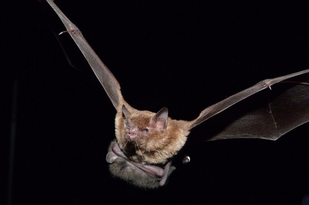 Qué es el virus Nipah, que genera alarma en Asia y podría ser la próxima pandemia mundial