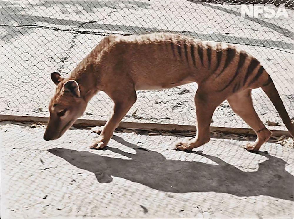 A 85 años de su extinción, aparecen videos a color del último tigre de Tasmania