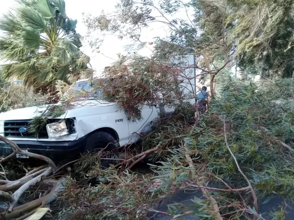 Una rama de gran tamaño cayó sobre una camioneta en Pocito
