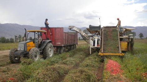 La producción de tomate local, muy afectada por falta de pago