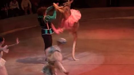 Repudio a un circo que le puso un tutú a un caguro y lo hizo bailar