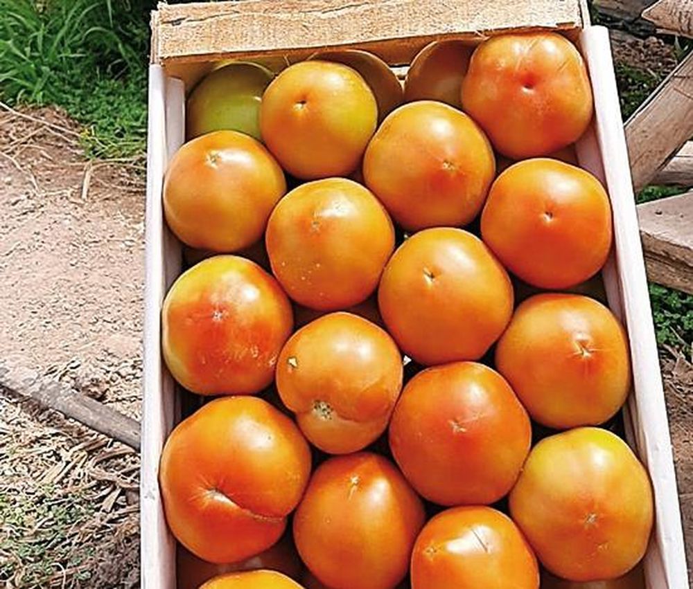 Comenzó la cosecha de tomate de invernaderos