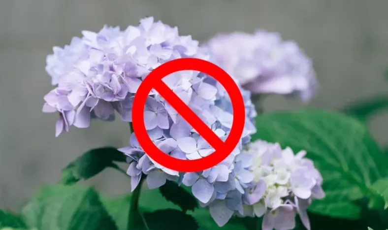 Decile chau a las hortensias: las 3 opciones para reemplazarlas que son más fáciles de mantener y estéticas