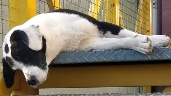 Perros en comisarías: la Policía puso a los animales a disposición de proteccionistas