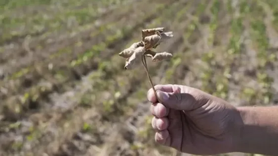 Por la sequía, habrá 45% menos de soja de lo que estaba previsto
