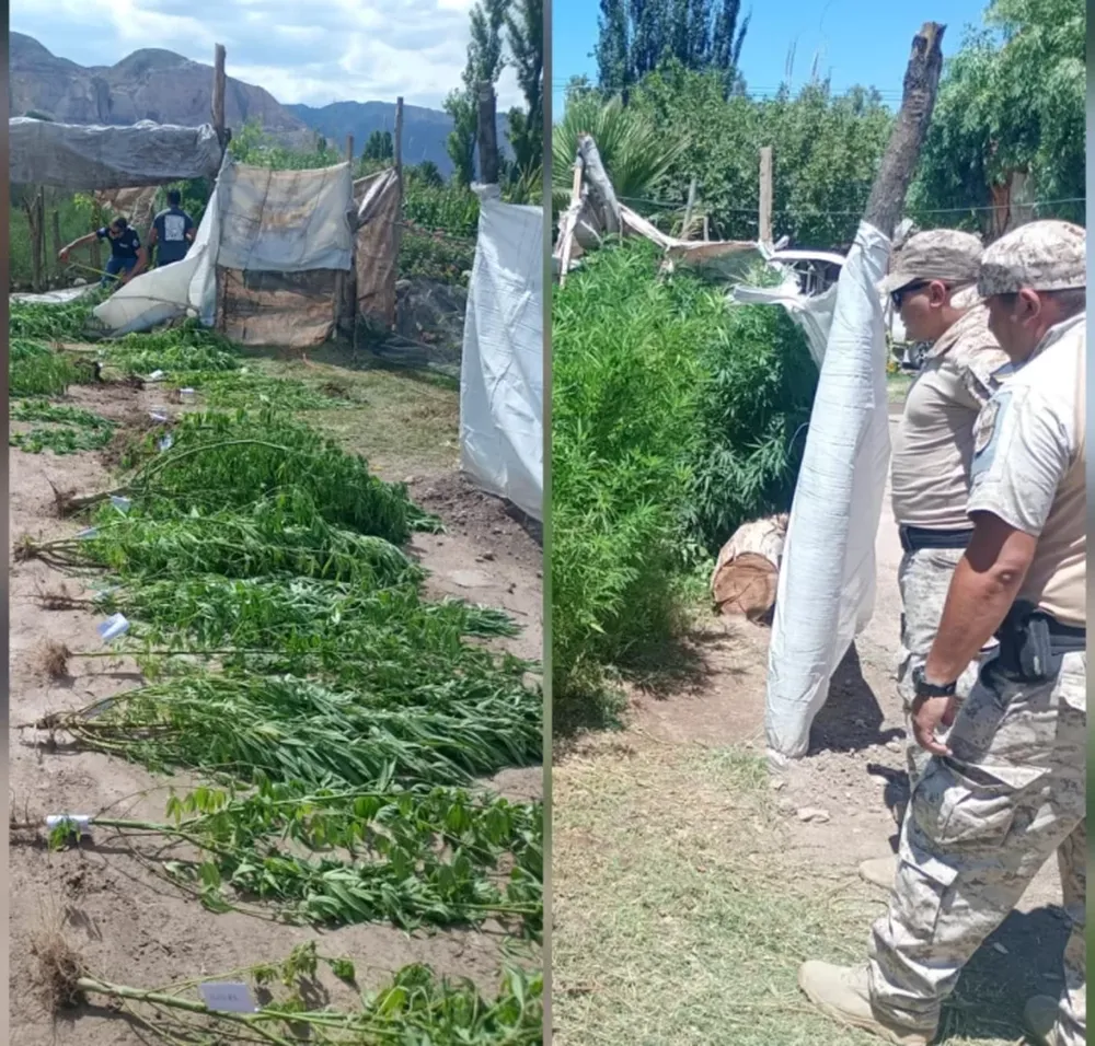 Investigaban aves autóctonas y encontraron un cultivo de cannabis en Los Berros