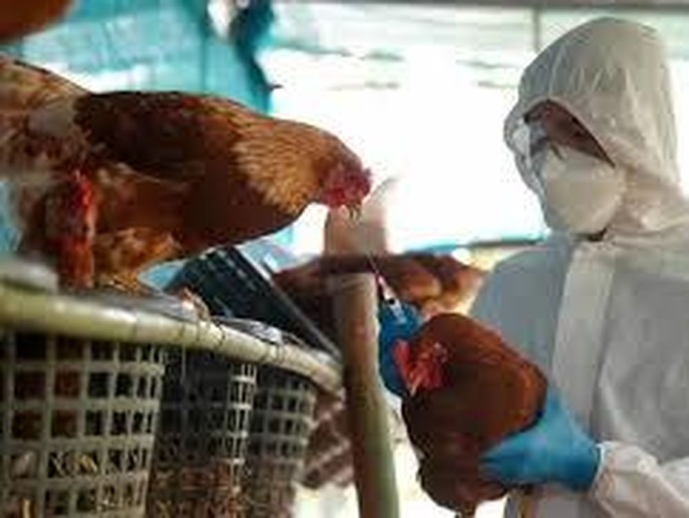 Argentina recuperó estatus sanitario de país libre de influenza aviar