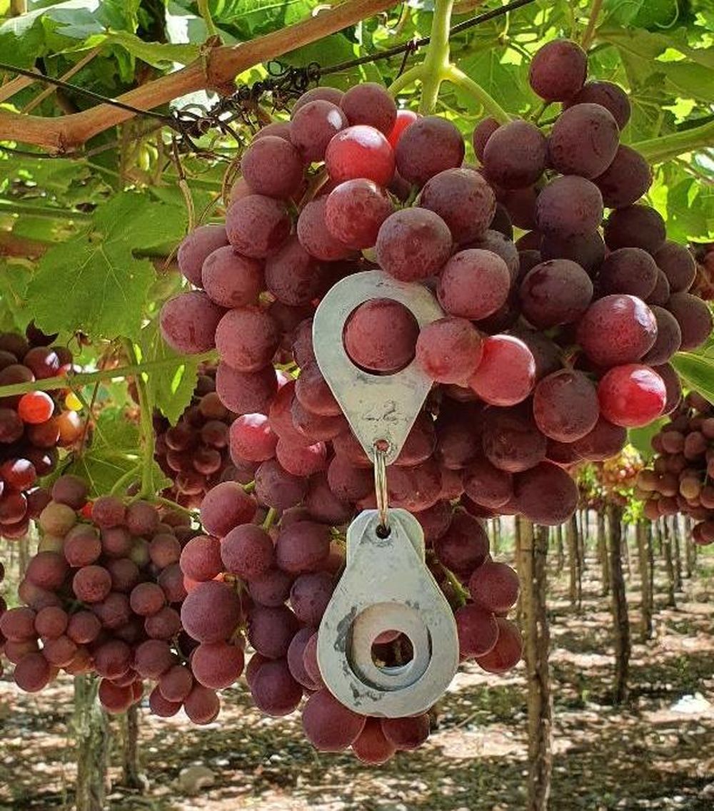 En Albardón, Flame y Cardinal para los mercados nacionales