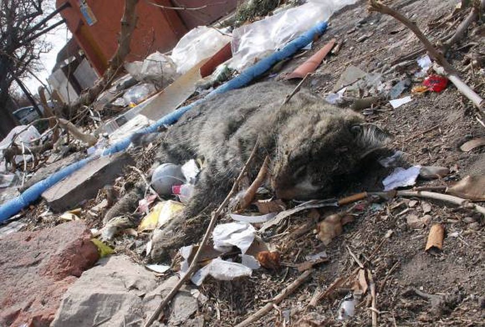 Alarma en Desamparados por animales envenenados