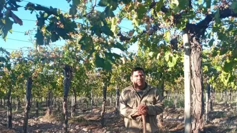 Con el uso de vicia en parrales, buscan mejorar el uso del agua