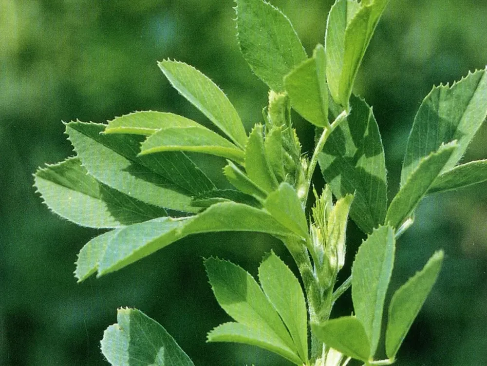 Premian una alfalfa por productividad