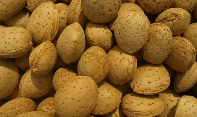 Gran cosecha de almendra española