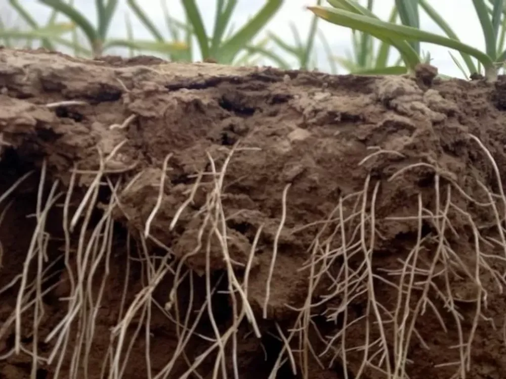 La importancia de hacer crecer el sistema radicular en aliáceas
