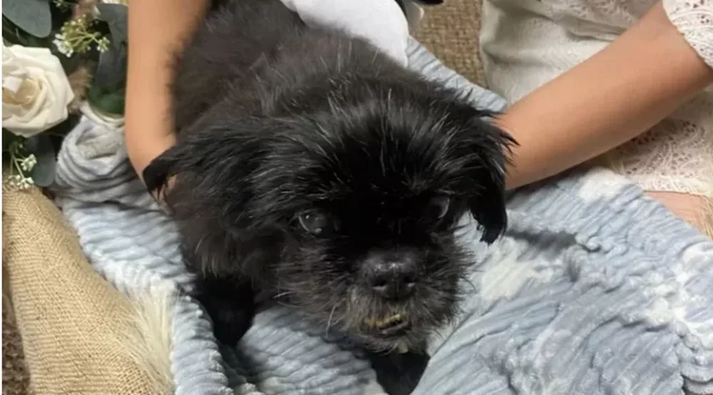 Emotivo: una pareja celebró su boda en la veterinaria junto a su perro enfermo