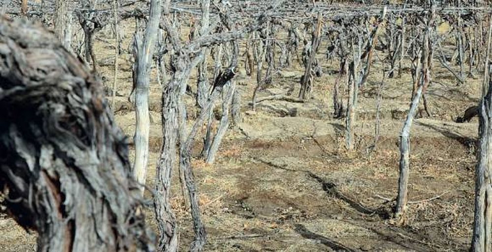 Al rescate de una tradición