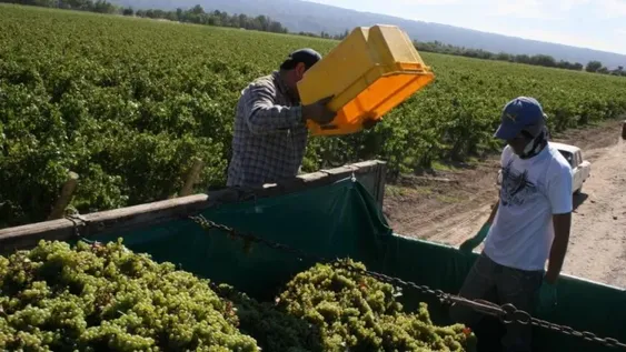 Según el INV, hubo más uva que el año pasado pero lejos de alcanzar las mejores cosechas